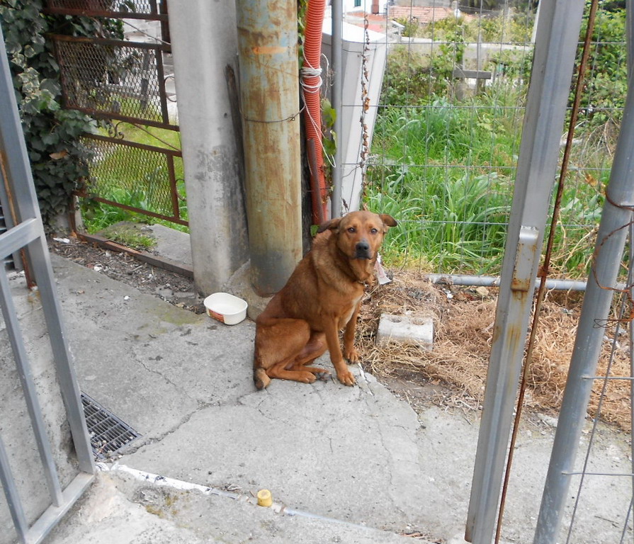 Sanremo cane abbandonato in via Dante Alighieri intervento degli