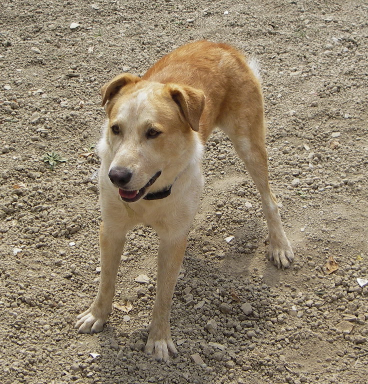 Sanremo smarrito questa mattina cane meticcio in via Dante