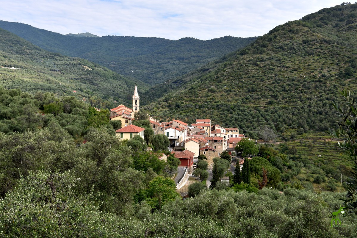 Pietrabruna Alla Scoperta Degli Oliveti Il Giugno Camminata Con