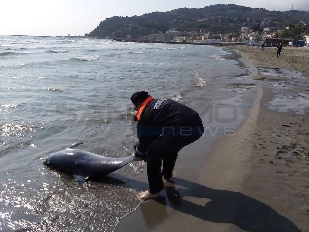 Diano Marina Trovato Delfino Spiaggiato La Carcassa E Stata Rimossa Dalla Guardia Costiera Sanremonews It