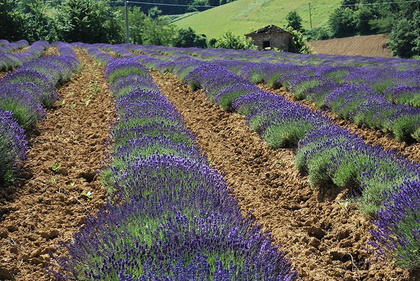 lavanda delle alpi liguri