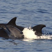 Cuccioli di delfino appena nati nuotano al largo di Imperia: le foto dal molo