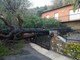 Maltempo, a Cervo crolla un grosso albero: tragedia sfiorata nel Villaggio Solemar (foto)