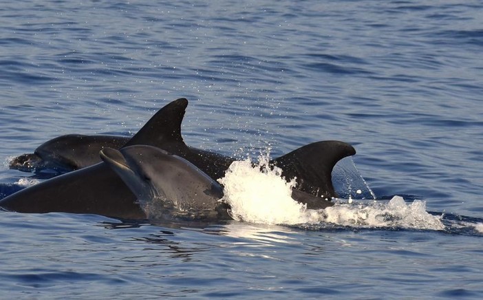 Cuccioli di delfino appena nati nuotano al largo di Imperia: le foto dal molo