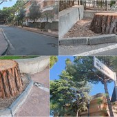 Bordighera, pubblica sicurezza: abbattuti pini in via Bigarella (Foto)