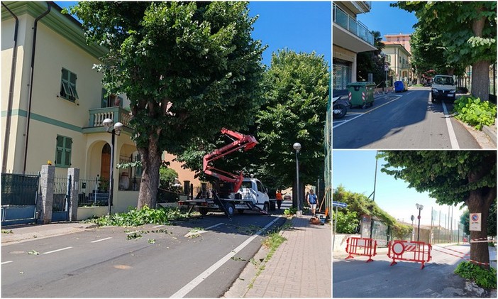 Sfoltitura dei tigli a Vallecrosia, Biasi: &quot;Intervento per garantire sicurezza&quot; (Foto)