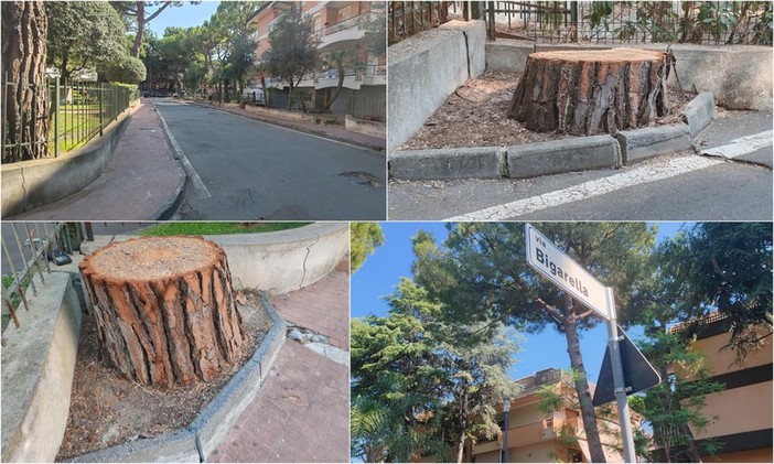 Bordighera, pubblica sicurezza: abbattuti pini in via Bigarella (Foto)
