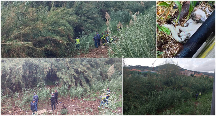 Imperia, ancora infruttuose le ricerche del cane nel torrente Impero (foto e video)