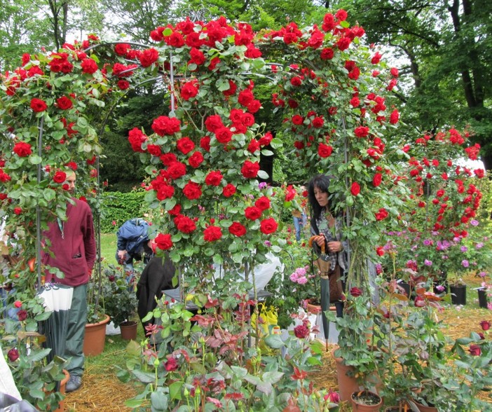 La riviera dei fiori, senza fiori