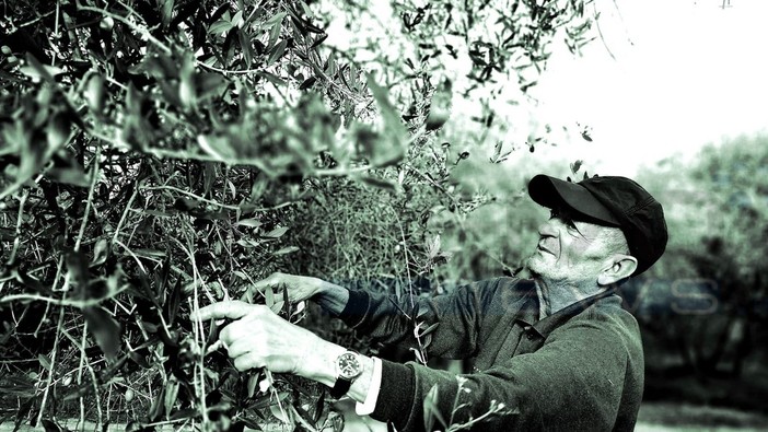 Seborga: a 90 anni chiede di 'battere' le olive per ricordare i tempi passati, la commovente storia di Ognissanti (Foto)