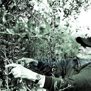 Seborga: a 90 anni chiede di 'battere' le olive per ricordare i tempi passati, la commovente storia di Ognissanti (Foto)