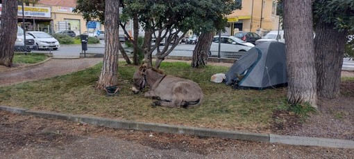 Ventimiglia: in frazione Latte uomo allestisce un camping nei giardini con la tenda e un asino (Foto)