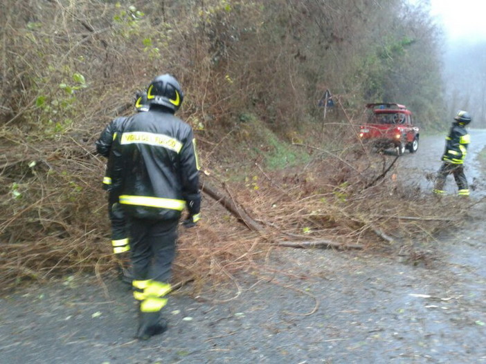 Maltempo: albero caduto sulla strada Provinciale tra Montalto e Carpasio, Vigili del Fuoco in azione