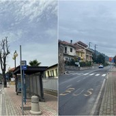 Camporosso, Gibelli a Morabito: &quot;Gli alberi pericolosi sono stati rimossi la scorsa primavera&quot; (Foto)