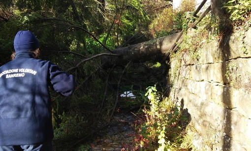 #AllertaMeteo: nessun danno grave a San Romolo, solo un albero caduto vicino al prato (foto)