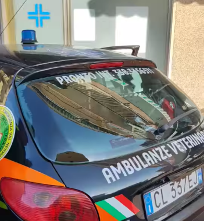 Sanremo, cane sfonda vetro di una serra e si ferisce gravemente: soccorso da Ambulanze Veterinarie Odv