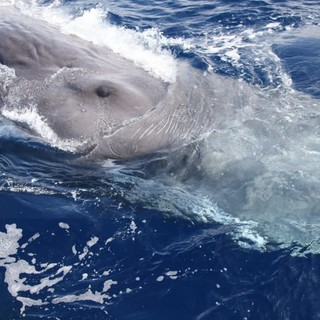 Sanremo: alle 9 arriva 'Hyde' ed è subito festa per i biologi di Tethys nel 'Santuario dei Cetacei' (Foto e Video)