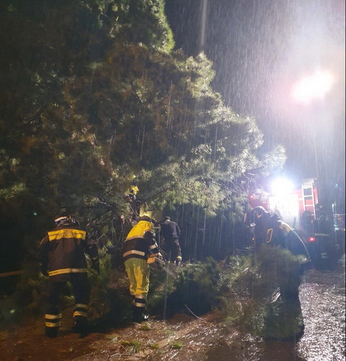 Bordighera: il vento fa crollare un albero che sfiora un'auto, intervento dei Vigili del Fuoco per liberare la strada