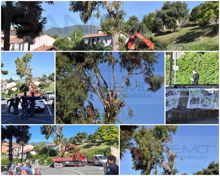 Sanremo: cartello errato fa scattare la protesta per l'abbattimento di un albero, ma le perizie calmano tutti (Foto e Video)