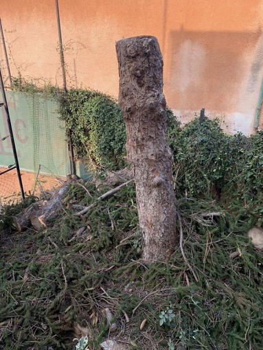 Albero all'ingresso del Bordighera Lawn Tennis Club abbattuto per motivi di pubblica sicurezza