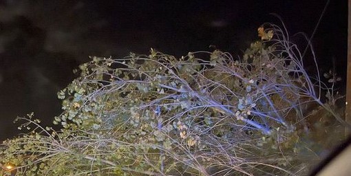 Imperia: albero cade in strada dei Coppi Rossi, nella notte intervento dei Vigili del Fuoco