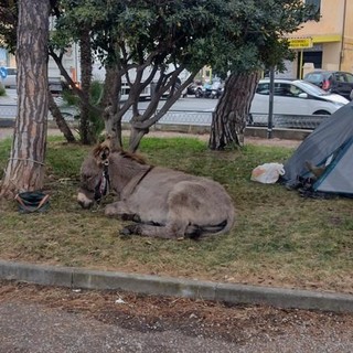 Ventimiglia: in frazione Latte uomo allestisce un camping nei giardini con la tenda e un asino (Foto)