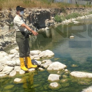 Moria di animali acquatici e palmipedi alla foce del Torrente Argentina: interviene il Segretario provinciale dell’Idv Maurizio Ferrara