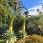 Sanremo, Botanicando a Villa Ormond: viaggio botanico nel tempo e nello spazio (Foto)