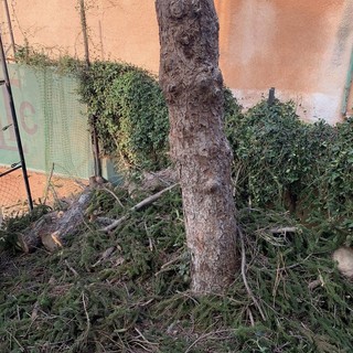 Albero all'ingresso del Bordighera Lawn Tennis Club abbattuto per motivi di pubblica sicurezza