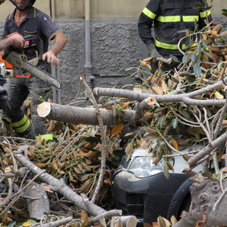 Sanremo: crollo della magnolia in via Roma, i testimoni &quot;Un tonfo 'sordo' e poi un gran polverone&quot; (Video)