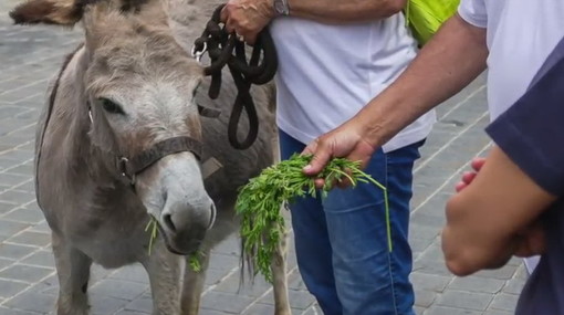 Cervo: ieri l'appuntamento con 'Quando a Cervo c'erano gli asini', ecco il video di Marcello Nan