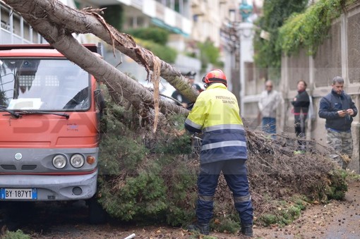 Sanremo: primi danni a causa del forte vento, crollano su via Asquasciati alcuni alberi di Villa Angerer