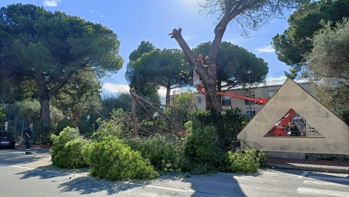 Vallecrosia: albero cade per la forza del vento, chiusa via San Rocco e traffico in tilt sull'Aurelia (Foto e video)