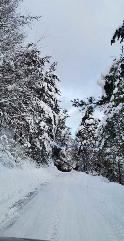 Dopo il crollo dell'albero ripristinata nel pomeriggio la viabilità per Colle Melosa