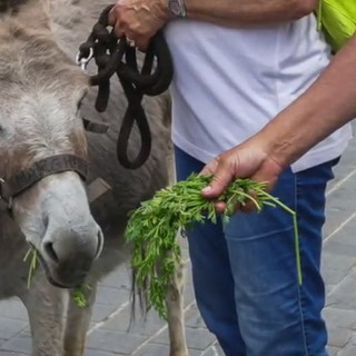 Cervo: ieri l'appuntamento con 'Quando a Cervo c'erano gli asini', ecco il video di Marcello Nan