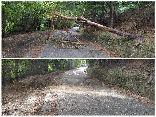 Entroterra: crolla un albero sulla Provinciale tra Bajardo e San Romolo, pronto intervento e pianta rimossa (Foto)