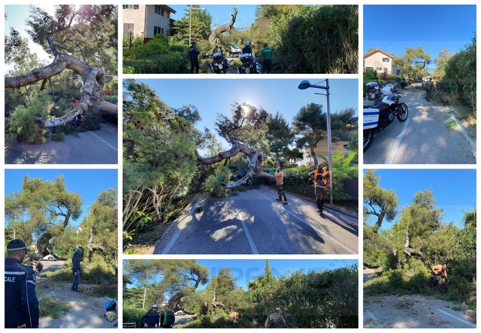 Sanremo: un altro albero crolla sulla pista ciclabile, per fortuna nessun ferito oggi a San Martino (Foto e Video)