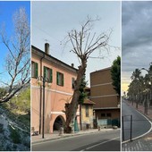 Camporosso, Morabito: &quot;A giugno avevamo segnalato le piante pericolose per la pubblica incolumità ma nulla è stato fatto&quot; (Foto)