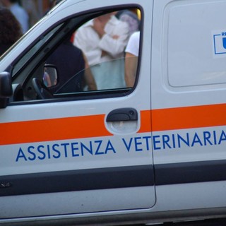 Costarainera: ritrovato dai Carabinieri il furgone del servizio veterinario dell’Asl rubato ad Imperia nei giorni scorsi