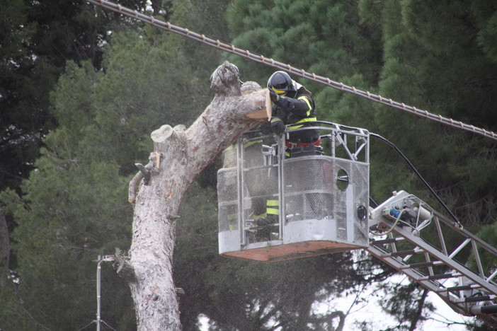 Serie di interventi dei Vigili del Fuoco per alcuni alberi pericolanti a Camporosso e Sanremo