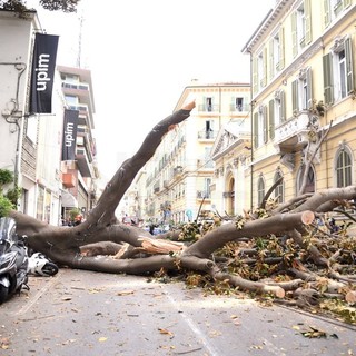 Sanremo: albero secolare di magnolia crollato dal giardino dell'hotel Eletto in via Roma, soccorsi in atto (Foto, Video e Diretta)