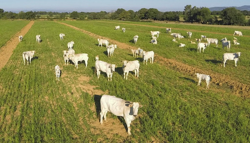 Regione Liguria, Assessore Mai: “2 milioni di euro da bandi PSR per il benessere degli animali d'allevamento”