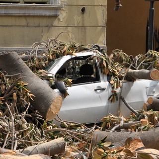 Sanremo: caduta della magnolia in via Roma, la strada non riaprirà prima di domattina. 3 mezzi distrutti (Foto e Video)