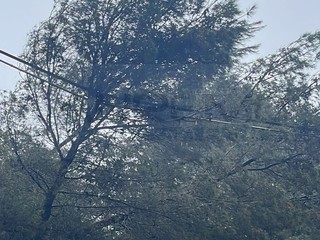 L'albero caduto in Valle Armea