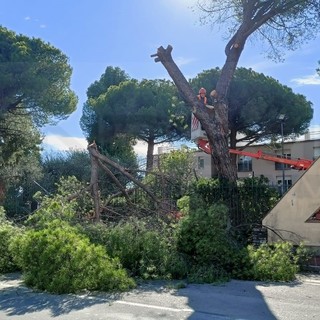 Vallecrosia: albero cade per la forza del vento, chiusa via San Rocco e traffico in tilt sull'Aurelia (Foto e video)