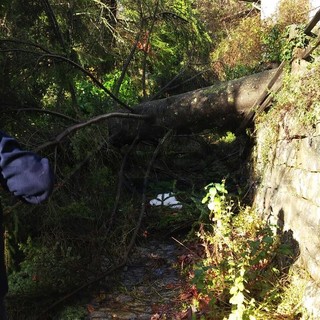 #AllertaMeteo: nessun danno grave a San Romolo, solo un albero caduto vicino al prato (foto)