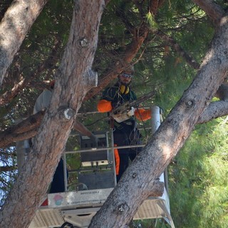 Ventimiglia: iniziato il taglio dei pini ai 'Tommaso Reggio', Campagna “Chi è contrario fa disinformazione!” (Foto e Video)