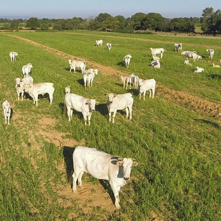 Regione Liguria, Assessore Mai: “2 milioni di euro da bandi PSR per il benessere degli animali d'allevamento”