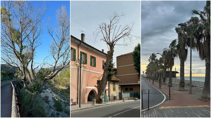 Camporosso, Morabito: &quot;A giugno avevamo segnalato le piante pericolose per la pubblica incolumità ma nulla è stato fatto&quot; (Foto)