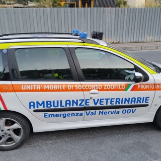 Aggressioni e risse a Ventimiglia, Ambulanze Veterinarie Odv lancia un servizio di accompagnamento gratuito